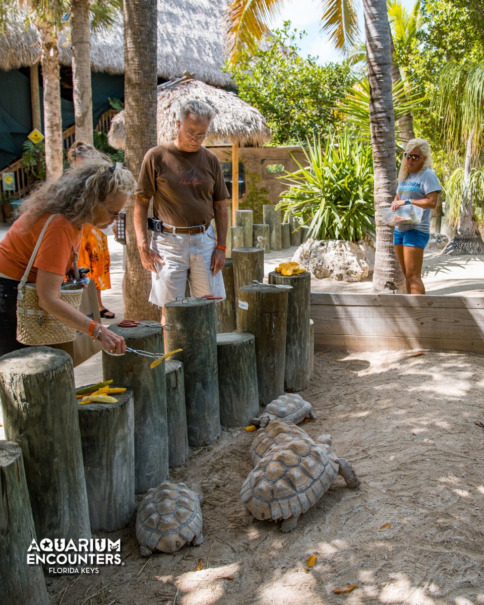 FLKeysAE's tweet image. Slow and steady wins the snack! 🍽️