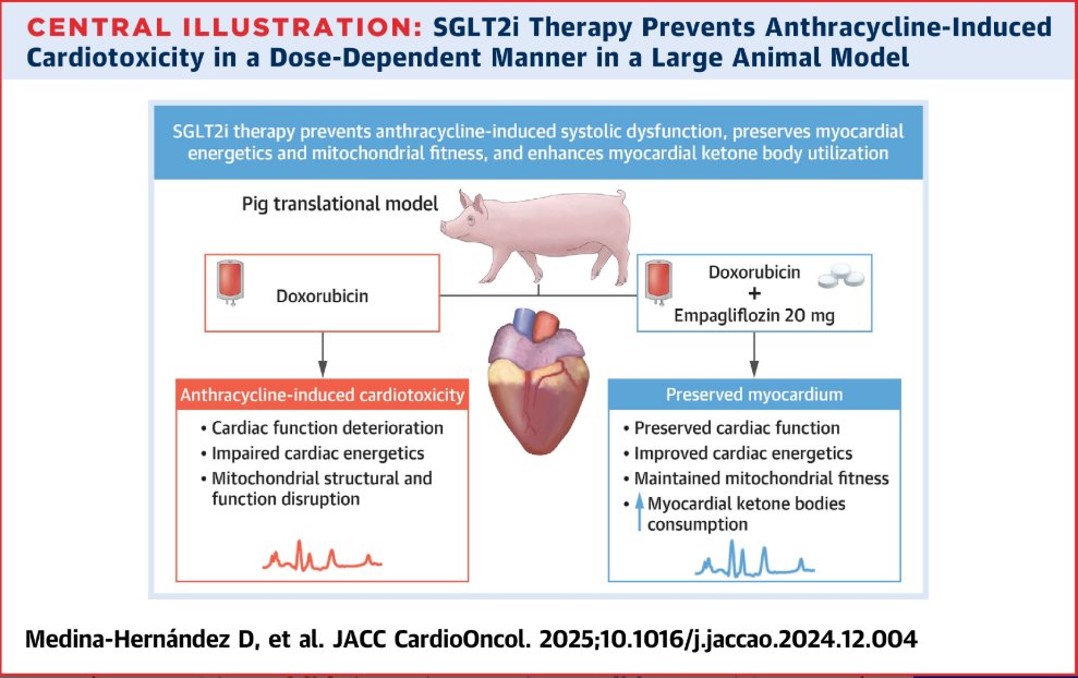 Danielle Medina-Hernandez (@daniellemedinah) on Twitter photo My first first-author paper is out🎉
SGLT2i Therapy Prevents Anthracycline-Induced Cardiotoxicity in a Large Animal Model by Preserving Myocardial Energetics | JACC: CardioOncology jacc.org/doi/10.1016/j.…
Grateful to my supervisors <a href="/Borjaibanez1/">Borja Ibanez</a> & <a href="/cgalanarriola/">Carlos Galán Arriola</a> & <a href="/BecariosFLC/">Becas Fundación "la Caixa"</a> My first first-author paper is out🎉
SGLT2i Therapy Prevents Anthracycline-Induced Cardiotoxicity in a Large Animal Model by Preserving Myocardial Energetics | JACC: CardioOncology jacc.org/doi/10.1016/j.…
Grateful to my supervisors <a href="/Borjaibanez1/">Borja Ibanez</a> & <a href="/cgalanarriola/">Carlos Galán Arriola</a> & <a href="/BecariosFLC/">Becas Fundación "la Caixa"</a>
