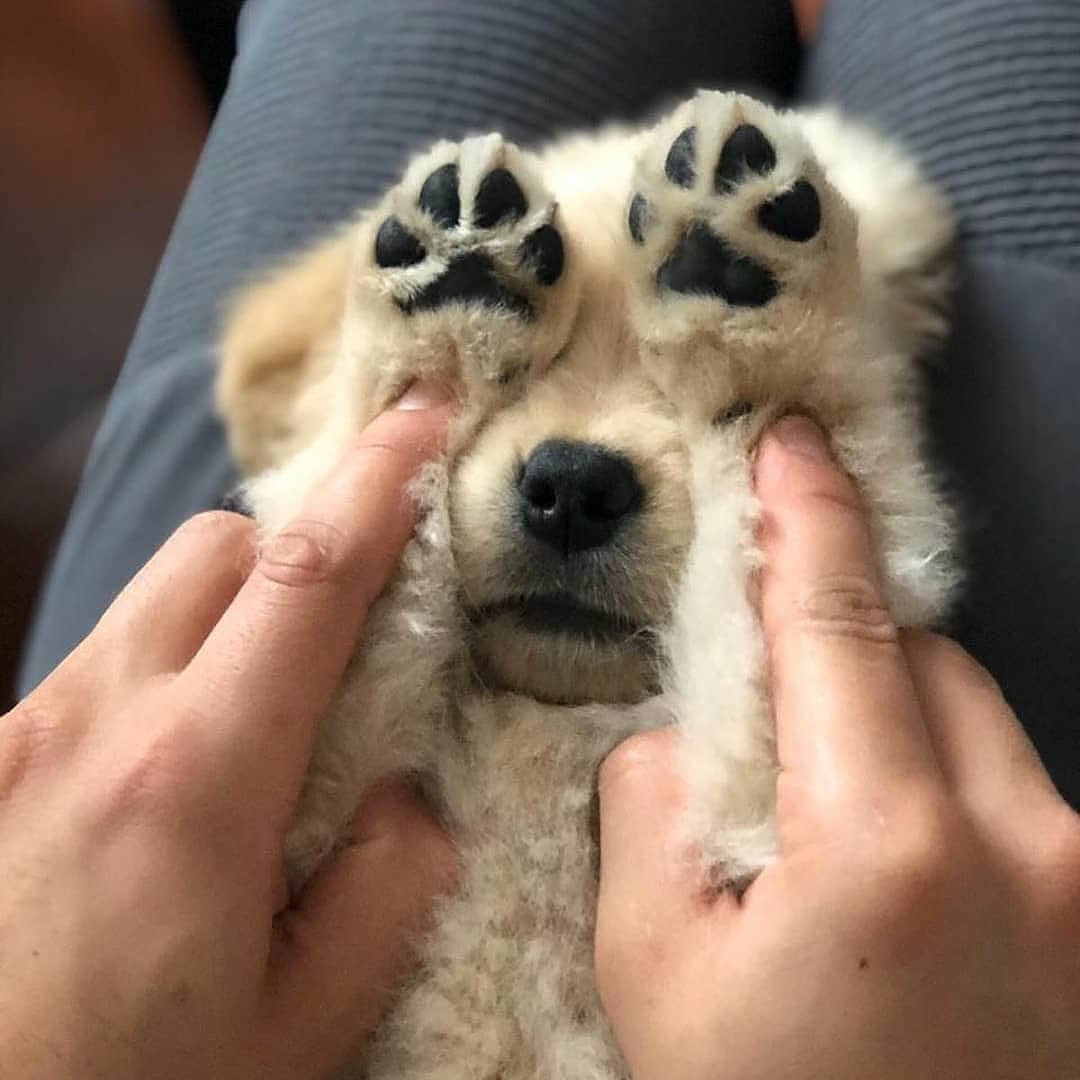 Cuties Puppies (@cutiespuppies) on Twitter photo 