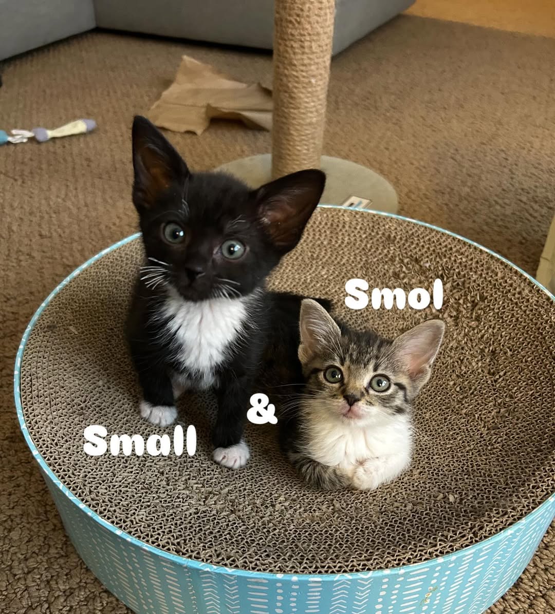 Small &amp; smol