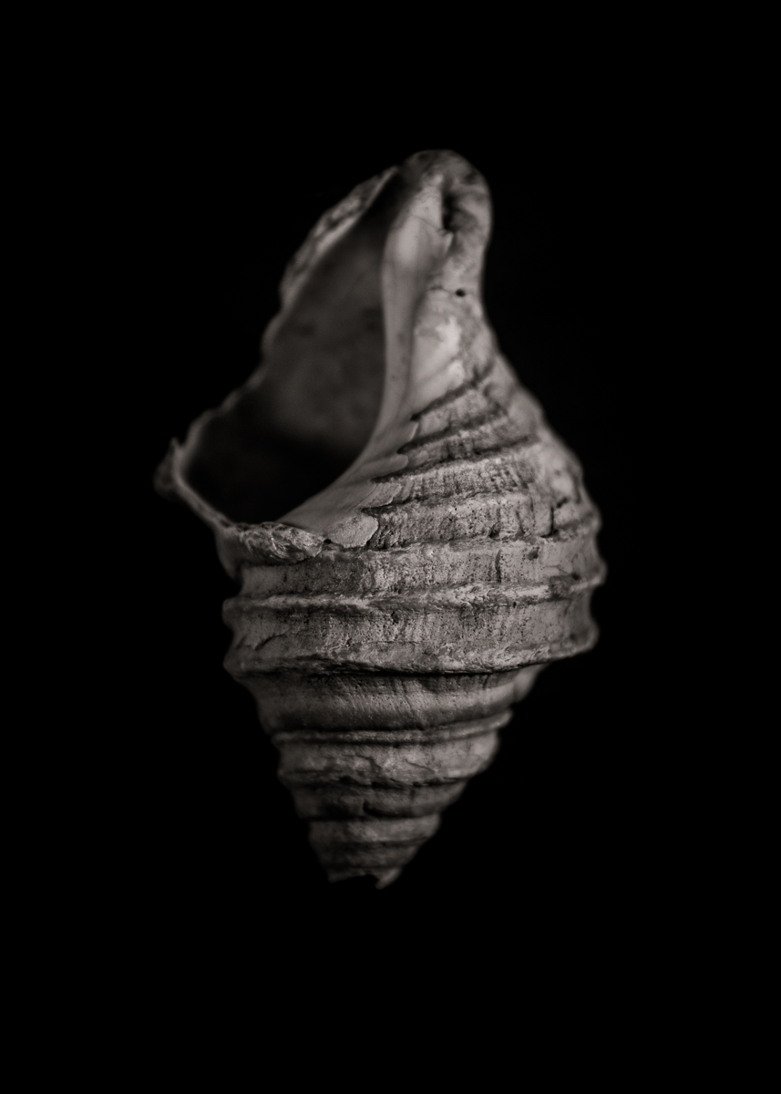 learningcurveca's tweet photo. Shells No 2
#blackandwhitephotography #bnw_captures #originalphotography #photography #photoproject
https://t.co/72DbBWBMGe https://t.co/QuwV9MTejA