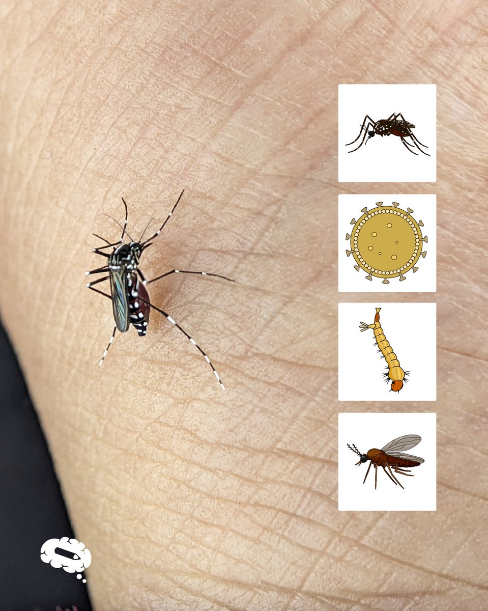 From Zika to calf development, water pollution to tomography scans, we have the scientific illustrations you need! 🌿🧬

Explore: mindthegraph.com/illustrations/