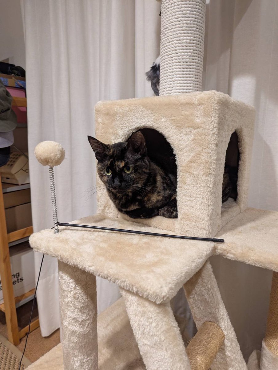 🎉ココア君＆モナちゃん兄妹🐈‍⬛🎊正式譲渡となりました😂💞撫でられて喜んで鳴くココア君やお腹を出してゴロゴロのモナちゃんの姿を見て感極まりました☺️💕これから可愛い兄妹に沢山癒されて欲しいです🐱おめでとうございます🍀㊗️ #北区赤羽 #保護猫 #正式譲渡 #サビ猫 #黒猫 #成猫 #幸猫サラ