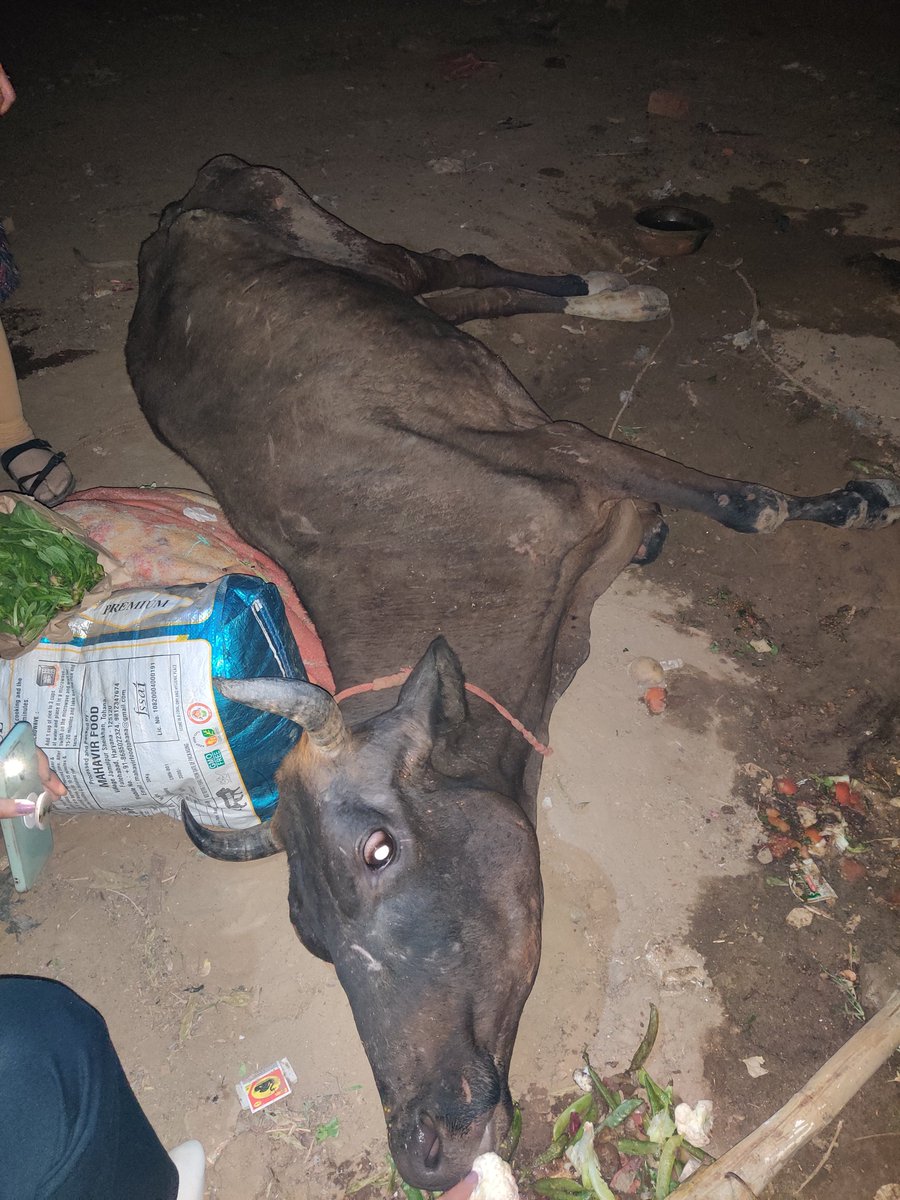 iamashu's tweet photo. Looking for cow rescue in DLF phase 3, Gurgaon. Let me know if any NGO interested https://t.co/tBBhdC1IZf