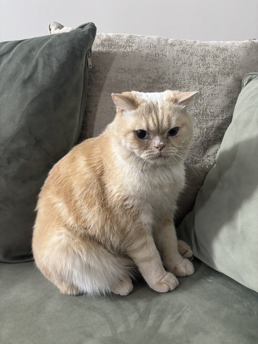 panbethegoorba's tweet photo. انقدری بودم 🍼                   انقدری شودم 🐈 https://t.co/BQe2cpeihr