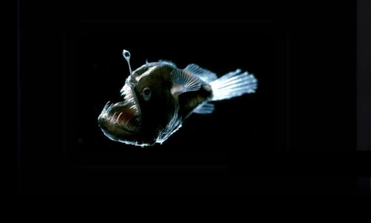 beonloop's tweet photo. 👀🌊 El diablo negro usa bioluminiscencia para cazar en la oscuridad, ¡y sus machos se fusionan con las hembras! 😱✨

 Descubre sus curiosidades aquí: 👉 https://t.co/qEdruEOmKH

#Beonloop #BEnature https://t.co/plcGPNOLCo