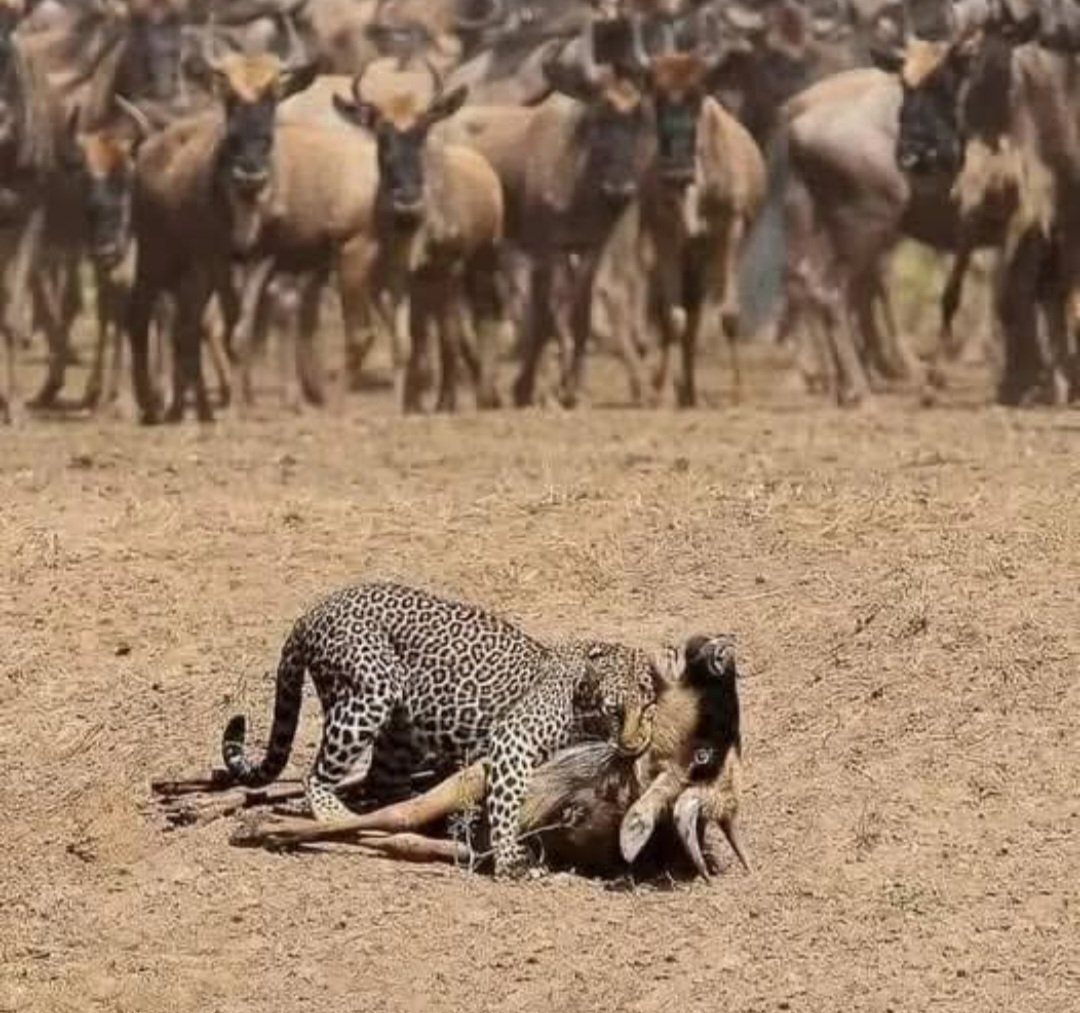 الصورة التي تختزل الوضع العربي الراهن ....
السؤال لمن الدور ؟