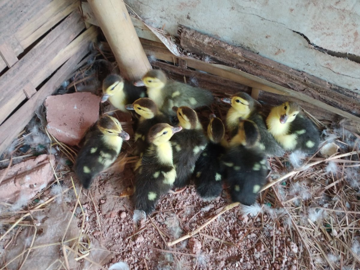 เริ่มเพิ่นพูนขึ้นเรื่อยๆ