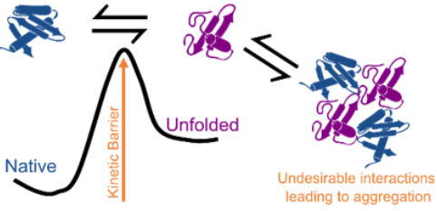 JP Fuenzalida Werner (@jpfuenzalidaw) on Twitter photo <a href="/MSCActions/">Marie Skłodowska-Curie Actions</a> is an opportunity to merge diverse expertise. Help us advance the understanding of protein behavior in highly concentrated liquid formulations (HCLFs), #ProteinDesign, #StructuralBiology, #SoftMatter, Let's do science in Spain <a href="/unav/">Universidad de Navarra</a> <a href="/MSCActions/">Marie Skłodowska-Curie Actions</a> is an opportunity to merge diverse expertise. Help us advance the understanding of protein behavior in highly concentrated liquid formulations (HCLFs), #ProteinDesign, #StructuralBiology, #SoftMatter, Let's do science in Spain <a href="/unav/">Universidad de Navarra</a>