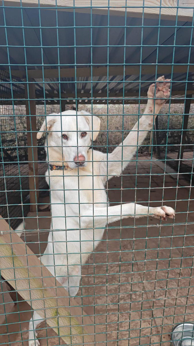 rescuedoggypaws's tweet photo. Little Fred is an active young man who can often be found tearing round the field as a blond blur. He is definitely convinced he is still a puppy, even though the kennels have tried to tell him that he’s too old for such behaviour
https://t.co/djjdIee7SY
#Nottinghamshire #Clowne https://t.co/FNVsDfNPLg