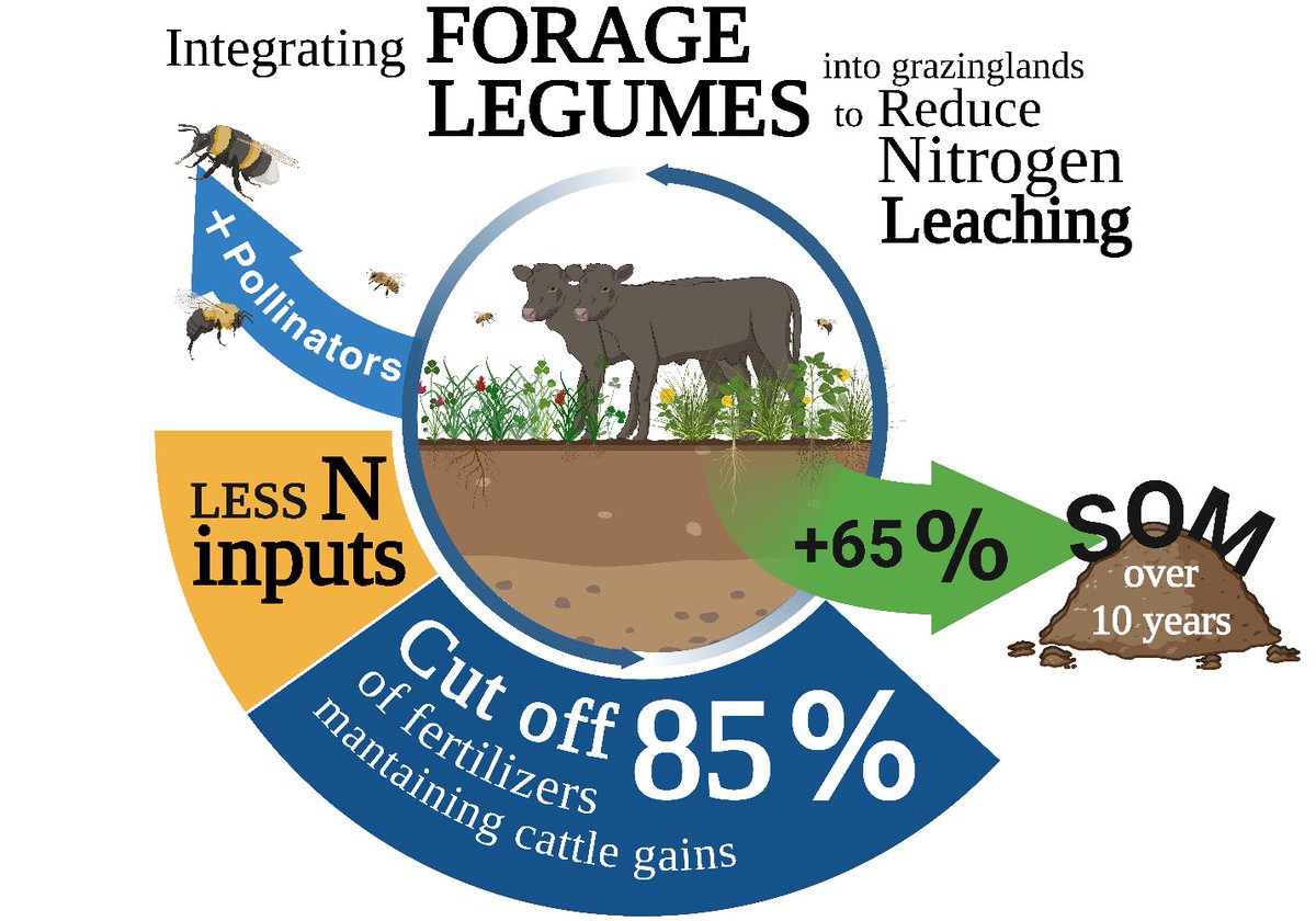 José Dubeux (@dubeux) on Twitter photo Nice infographic put together by Kevin Trumpp, my PhD student. This summarizes well our grass-legume mixtures! This project has collected data for the last 10 years! <a href="/UF_IFAS/">UF IFAS Solutions</a> <a href="/UFIFASAgronomy/">Agronomy at UF</a> <a href="/ufifasnfrec/">UF IFAS NFREC</a> Nice infographic put together by Kevin Trumpp, my PhD student. This summarizes well our grass-legume mixtures! This project has collected data for the last 10 years! <a href="/UF_IFAS/">UF IFAS Solutions</a> <a href="/UFIFASAgronomy/">Agronomy at UF</a> <a href="/ufifasnfrec/">UF IFAS NFREC</a>