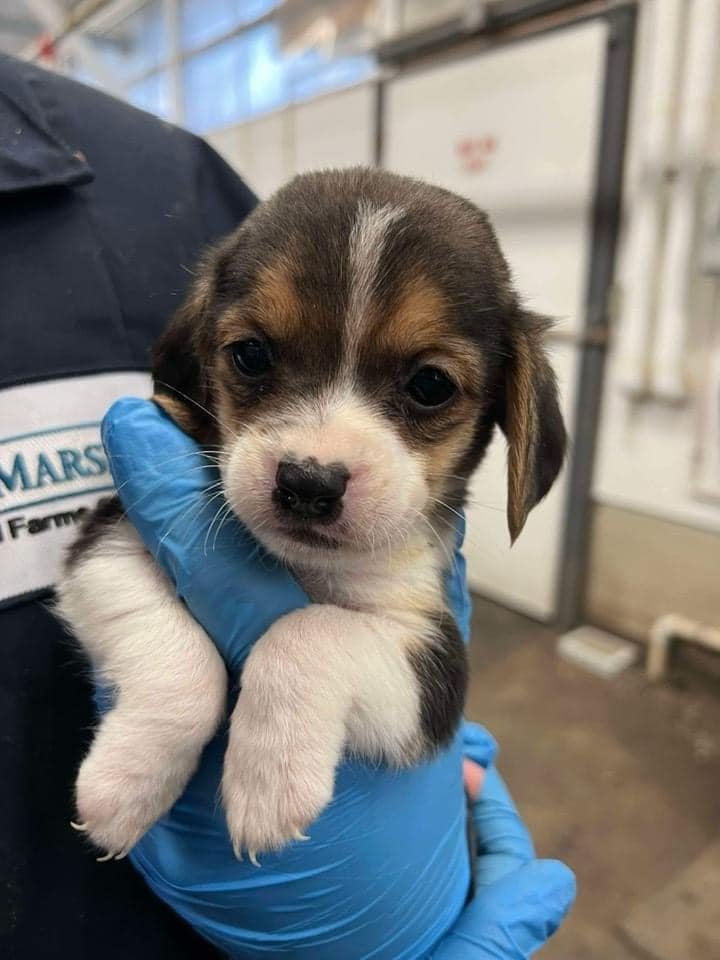 🚨 URGENT: RETWEET AND BE THEIR VOICE 🚨

Nobody has the right to play God for profit. 💔 At Marshall BioResources, 23,000 beagles suffer in silence—bred for testing, neglected, and euthanized if they don’t meet “standards.” This barbaric death factory must be shut down!

📢 JOIN