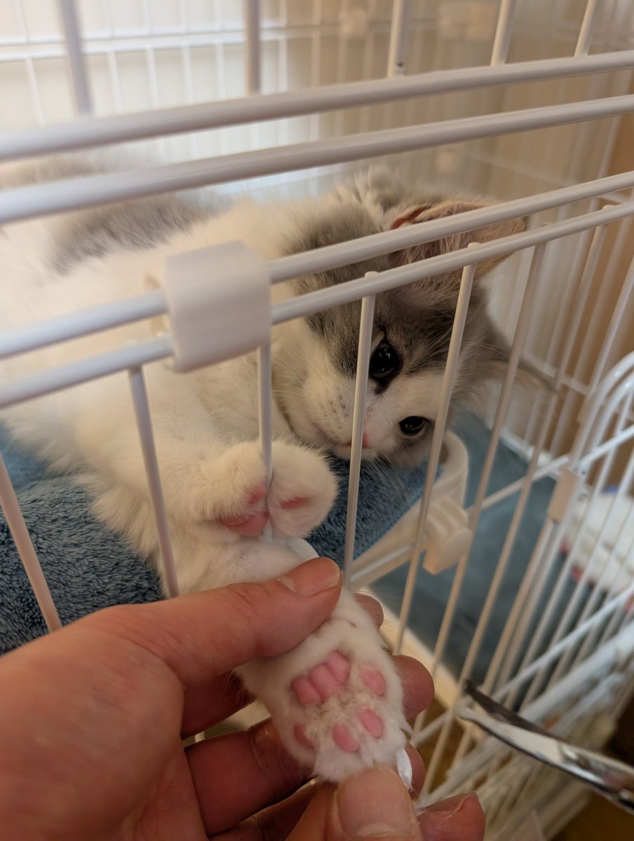 ケージ内だと暴れないのでこのスタイルで肉球毛を切った 