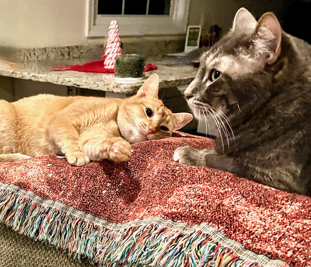 💖AdoptionUpdate! Marigold &amp; Dorian: best buds &amp; doing great! SUPER shy Marigold took lots of patient work to socialize. Dorian came in snarling/lunging, then 1 day decided to be a love bug! Can't judge a #cat early on! 
#cats #pets #va #dc #virginia #monday #nova #washingtondc