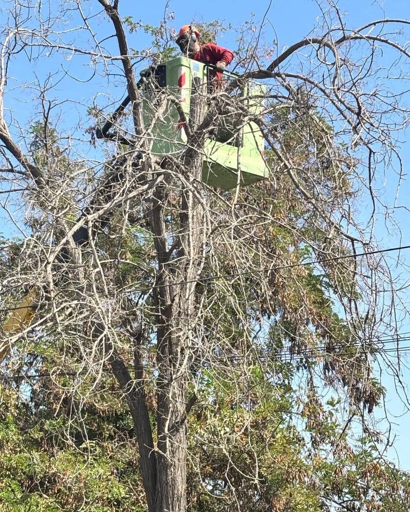 FaresJadue's tweet photo. 🌟 Cada día en Recoleta se trabaja para transformar nuestras calles y espacios públicos.
Así, se han implementado acciones concretas en distintos puntos de la comuna:

🚧 Bacheo en frío: En calle Michel Nash, se aplica asfalto para garantizar un tránsito más seguro.

🎨 Pintado y demarcación vial: En Pedro Donoso se refuerza la seguridad, especialmente ante el regreso a clases.

🌳 Poda preventiva: En Zapadores con El Salto, mejoramos la visibilidad y prevenimos desprendimientos de ramas.

🚀 Estas acciones reflejan el compromiso diario por una Recoleta más limpia, segura y en constante avance.
#RecoletaAvanza✨