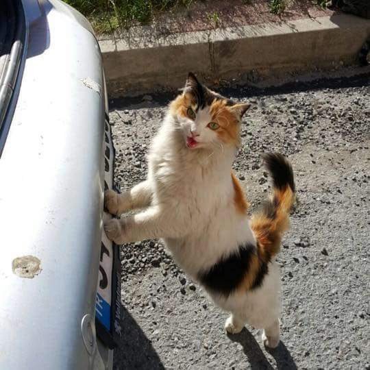 Sözüm ona bugün bizim günümüzmüş; bir el at çalışsın şu Rasim amcanın düldülü😂