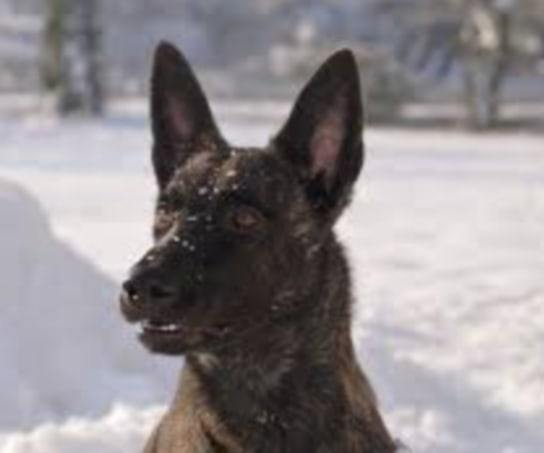 Pamiętajcie też, że potrzebny jest duży kojec dla psa, pies często ucieka i potrafi ugryź, chcemy go ocalić przed uśpieniem, dając mu duży kojec, który kosztuje ok. 650-750 złotych zakup potwierdzimy FV oraz po instalacji pokażemy gdzie stoi z pieskiem itd zrzutka.pl/9rydvv