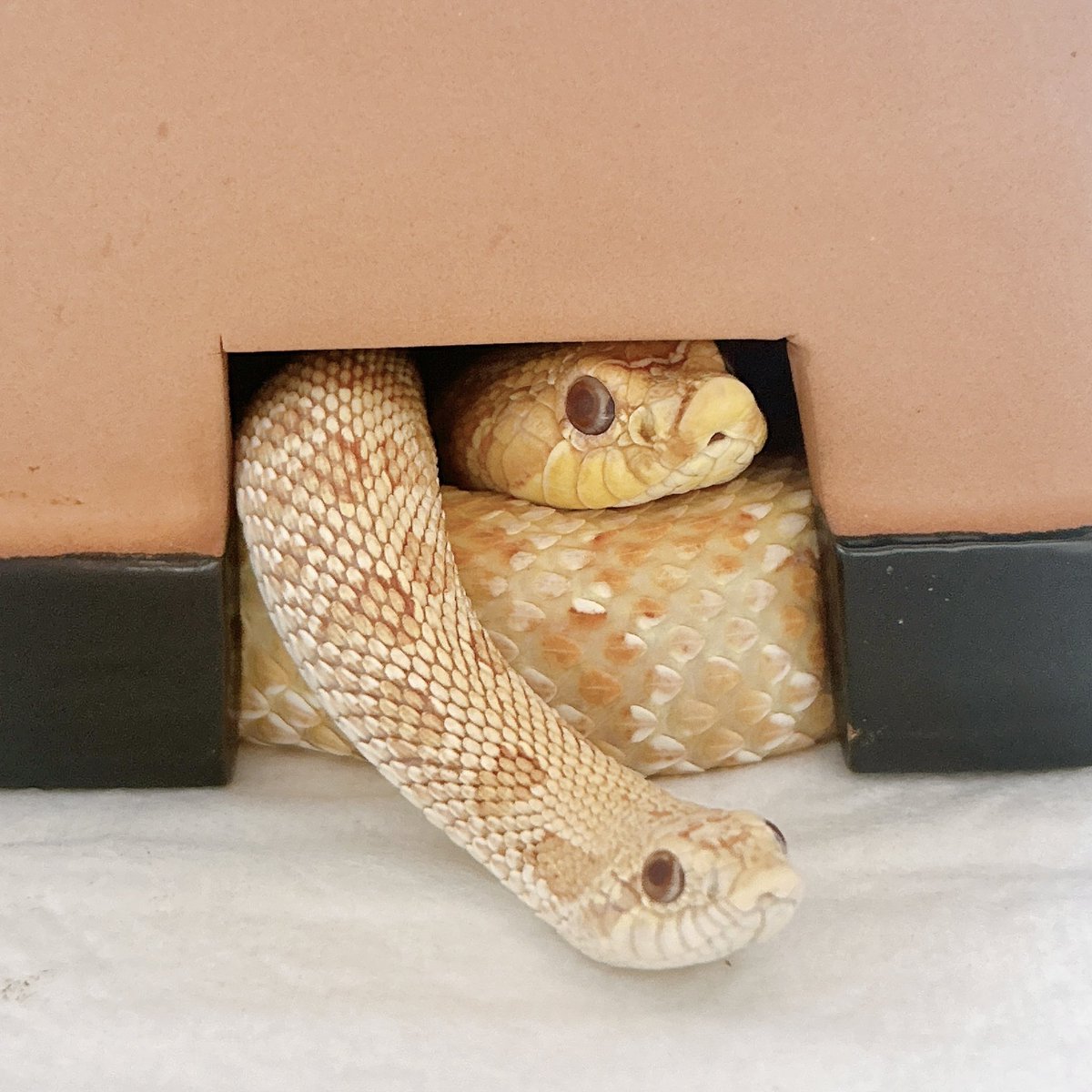 s2semimaru's tweet image. がんばれ~！