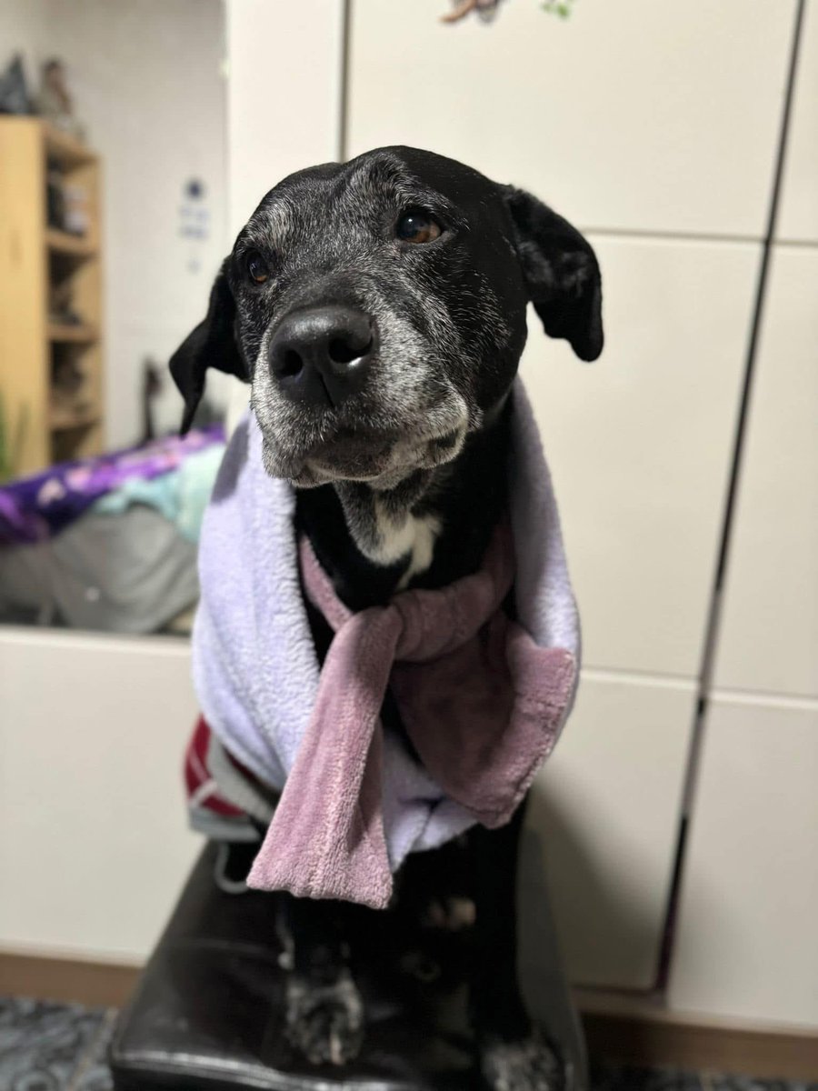 redbicheraof's tweet photo. Nadie colaboró con negrito y nos preocupa muchísimo no llegar este mes abonar la cuota de pensionado 😞 muchas promesas cuando lo rescatamos.
Fue apuńalado Esta hace mucho tiempo en Pensioando esperando un hogar, si queres adoptarlo escribínos Poca ayuda, se nos hace muy difícil https://t.co/463sqi09ul