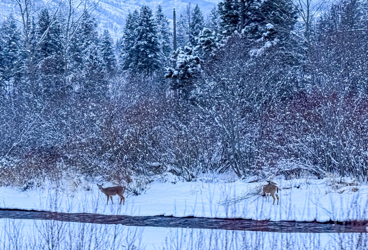 Two deer by a gently flowing creek and the beauty of ordinary moments.