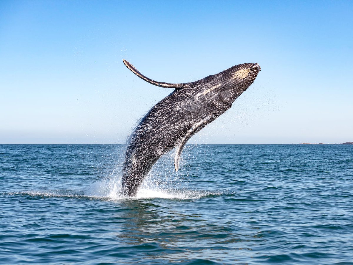 wargodit's tweet photo. 🐳💖🐳 Blue whales, once thrived in every corner of the sea, but relentless whaling nearly pushed them to extinction. 🌏Let’s join forces to protect them and preserve the ecological balance and natural beauty of our planet! 🐋💖
#BlueWhale #ProtectNature #Conservation #OurOceans https://t.co/KcJh20jEjc