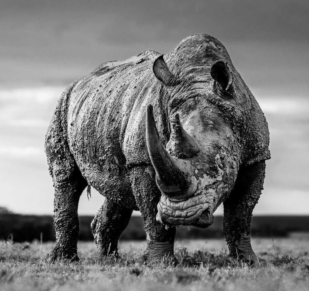 Sue Spurgin tweet media