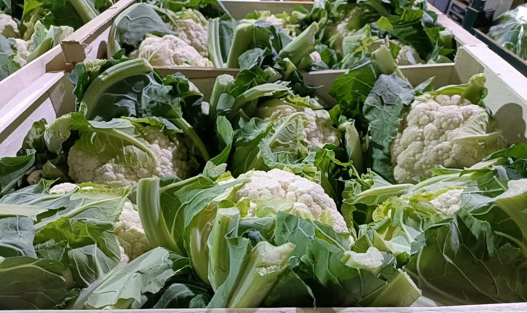 La coliflor es uno de nuestros productos KM 0, cultivada en nuestras plantaciones de la comarca de l'Horta, limitrofe a nuestra capital, Valencia

#frutasyverdurasgarcia
#km0
#garciBo
#distribucionyservicio