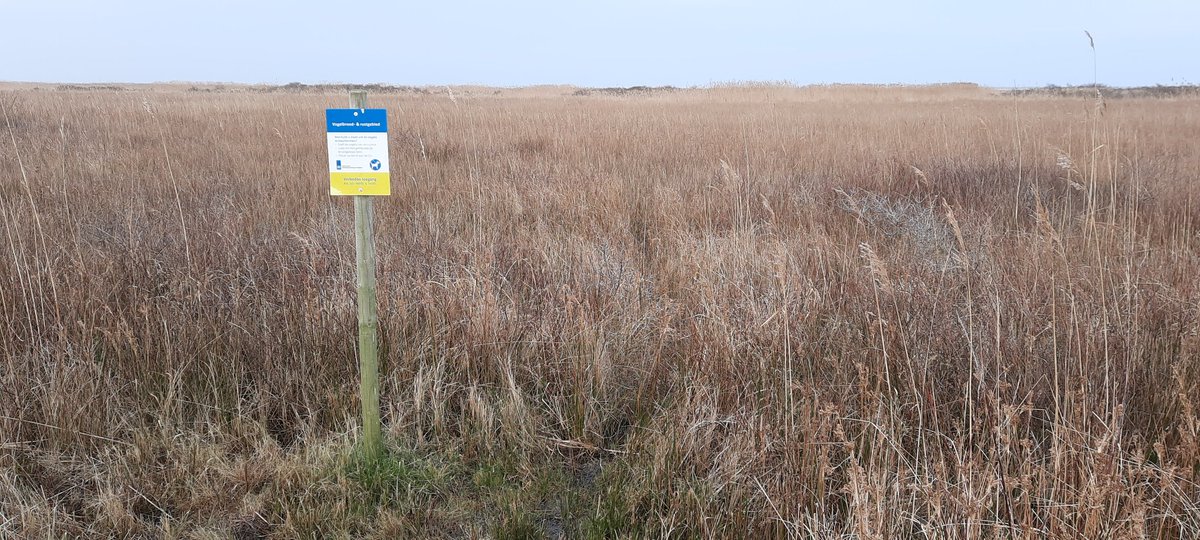 WNapBaukema's tweet photo. Op het #GroeneStrand bij #Ballum 8/2. Zoekend naar Baardmannetjes, zien we opeens iets raars door de kijkers...Zien we het goed??...een dode kat boven in de #duindoorn...een naar einde...iemands #huisdier?? #RTZDierenambulance #Ameland is bericht. #kat #poes https://t.co/lvgnRRkRje