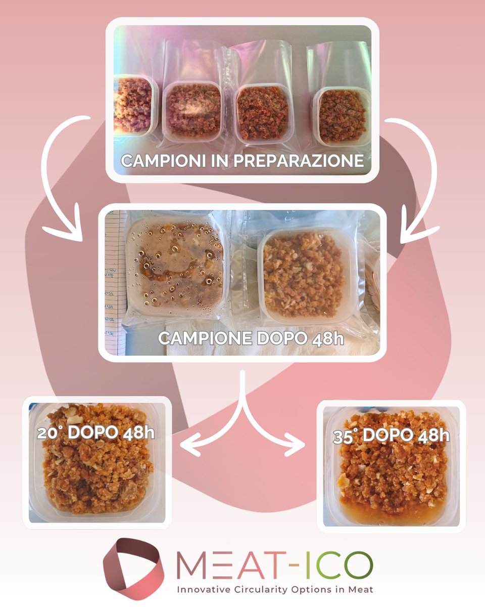 meat_ico's tweet photo. BioDNA utilizza le larve di Hermetia illucens per digerire gli scarti del prosciutto .Stanno ottimizzando l’allevamento delle larve con una dieta a base di prosciutto e testando pre-trattamenti per ridurre grasso e sale, che influenzano la crescita delle larve. https://t.co/qOORrHcWoJ