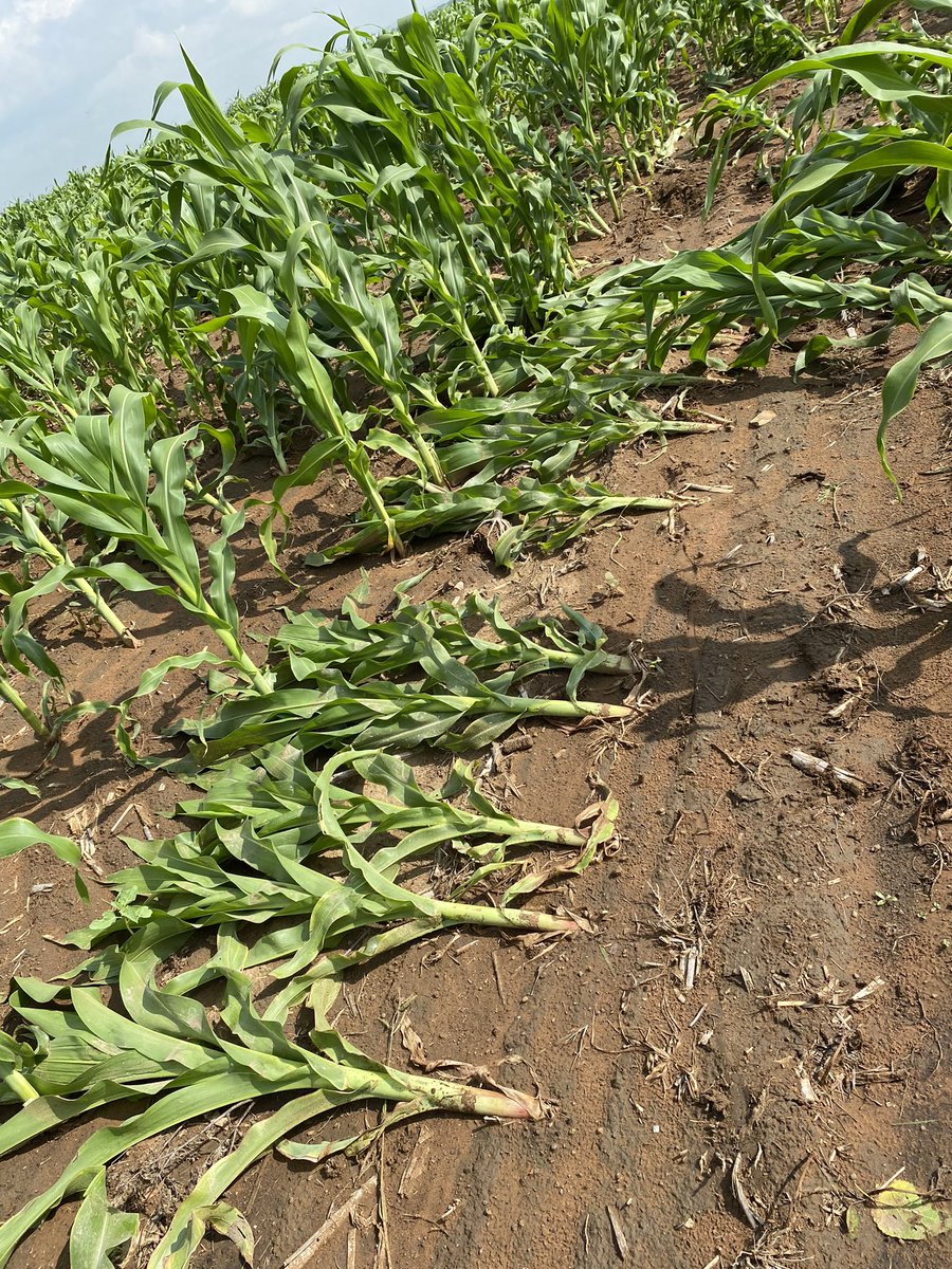 When everything seems to be going well there will be that one thing that messes up the whole progress.
I was thrilled for the rain but the wind had other plans. It blew up the roof right into the maize field causing more damage. 
This Valentine can I please have Zinc as a gift😭