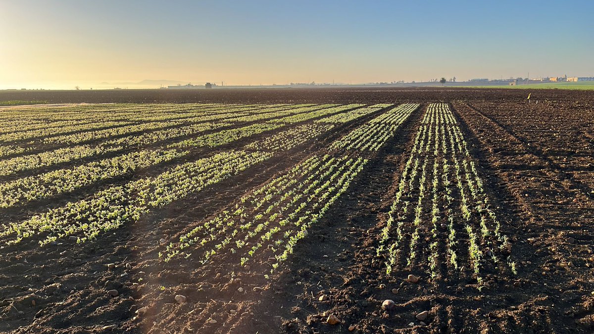 SolisMIgnacio's tweet photo. Desde @AgrovegetalSA celebramos el #DiaMundialdelasLegumbres compartiendo fotos del estado actual de nuestros ensayos y producciones de garbanzos, lentejas, guisantes y habas en Andalucía. https://t.co/FlXQ8xi8iL