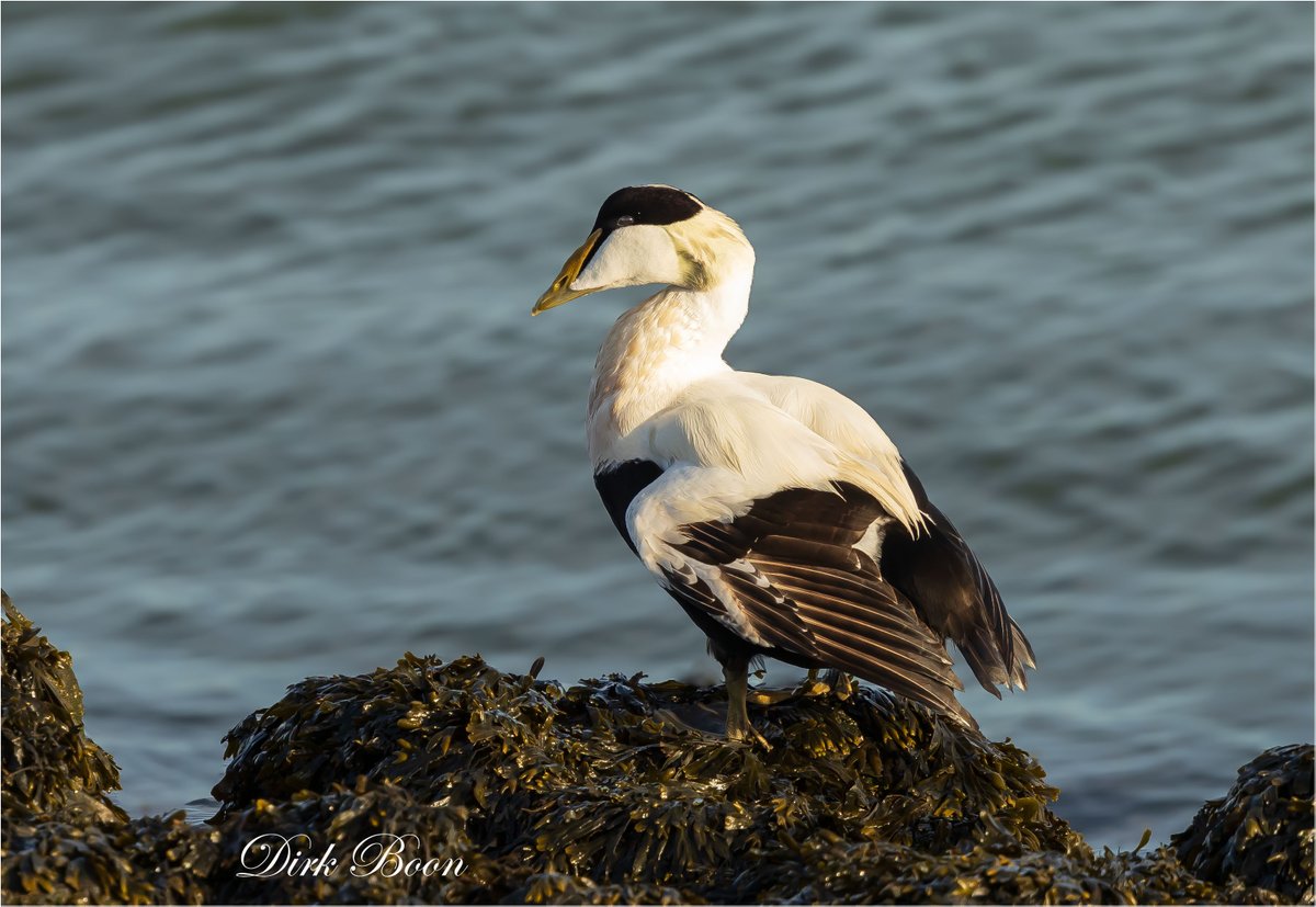 DirkBoon47's tweet photo. Foto van Eider en gemaakt bij de Yzeren kaap op # Texel https://t.co/Rb3rIilZ6V
