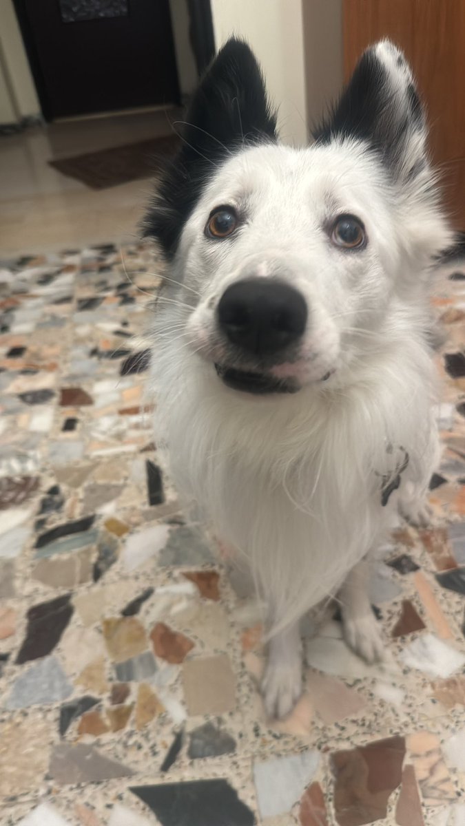 PER FAVORE SE VEDETE QUESTO CANE CHIAMATE SUBITO QUESTO NUMERO: 351 534 1093. SÌ CHIAMA SHOTO E SI TROVA A TORINO / CHIVASSO 
FATE GIRARE PER FAVORE