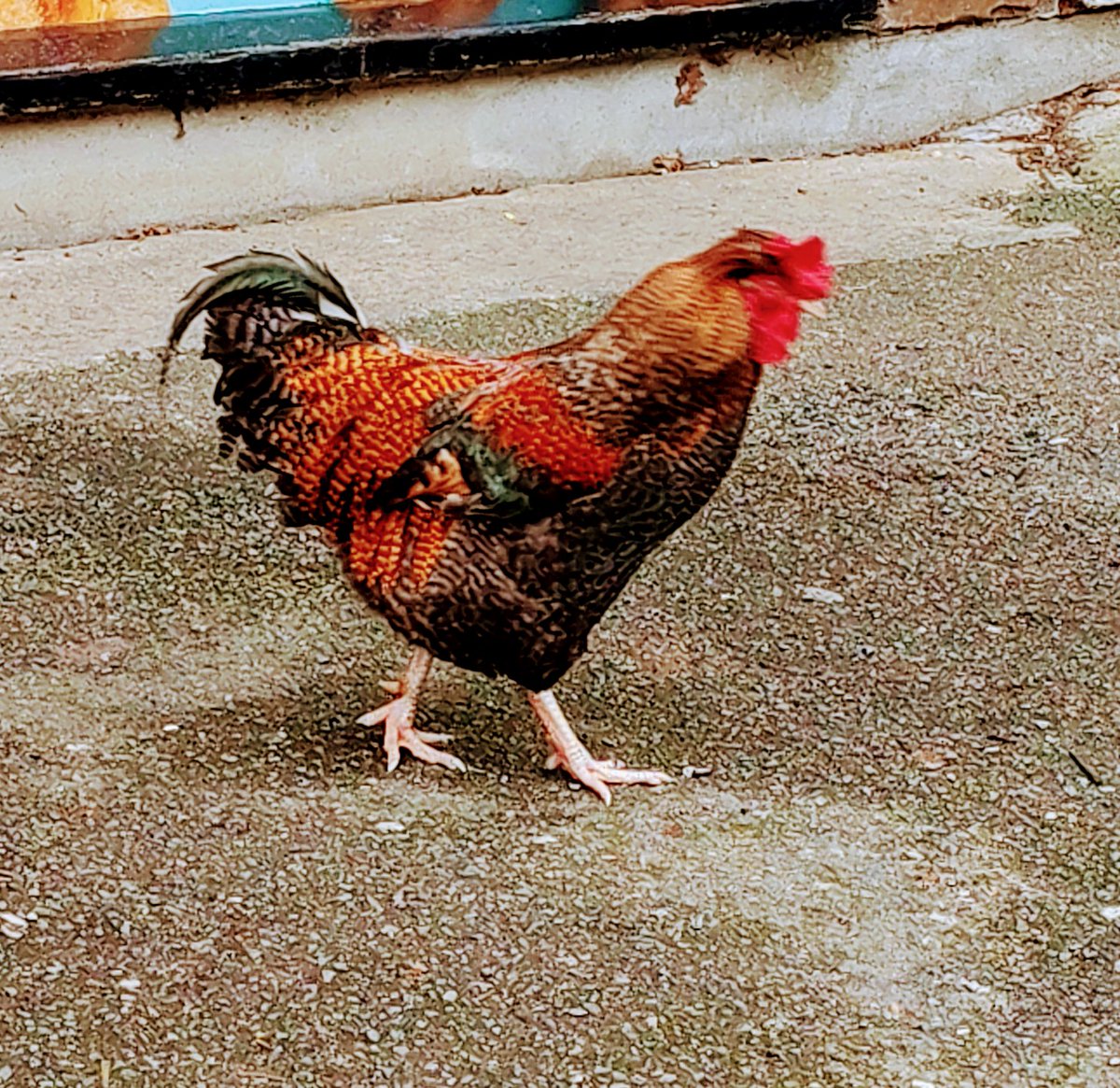 MrCognitivedark's tweet photo. @ViperStormSM  was it geek who said she loved a bit of #cock well I saw #geek this morning outside her pie shop and there was a lot of cocks around her #Pieshop #garbage bin special today only at u-pay her 20 quid a pie unbelievable quality for such an amazing pie of death https://t.co/ifn3gLzfjM