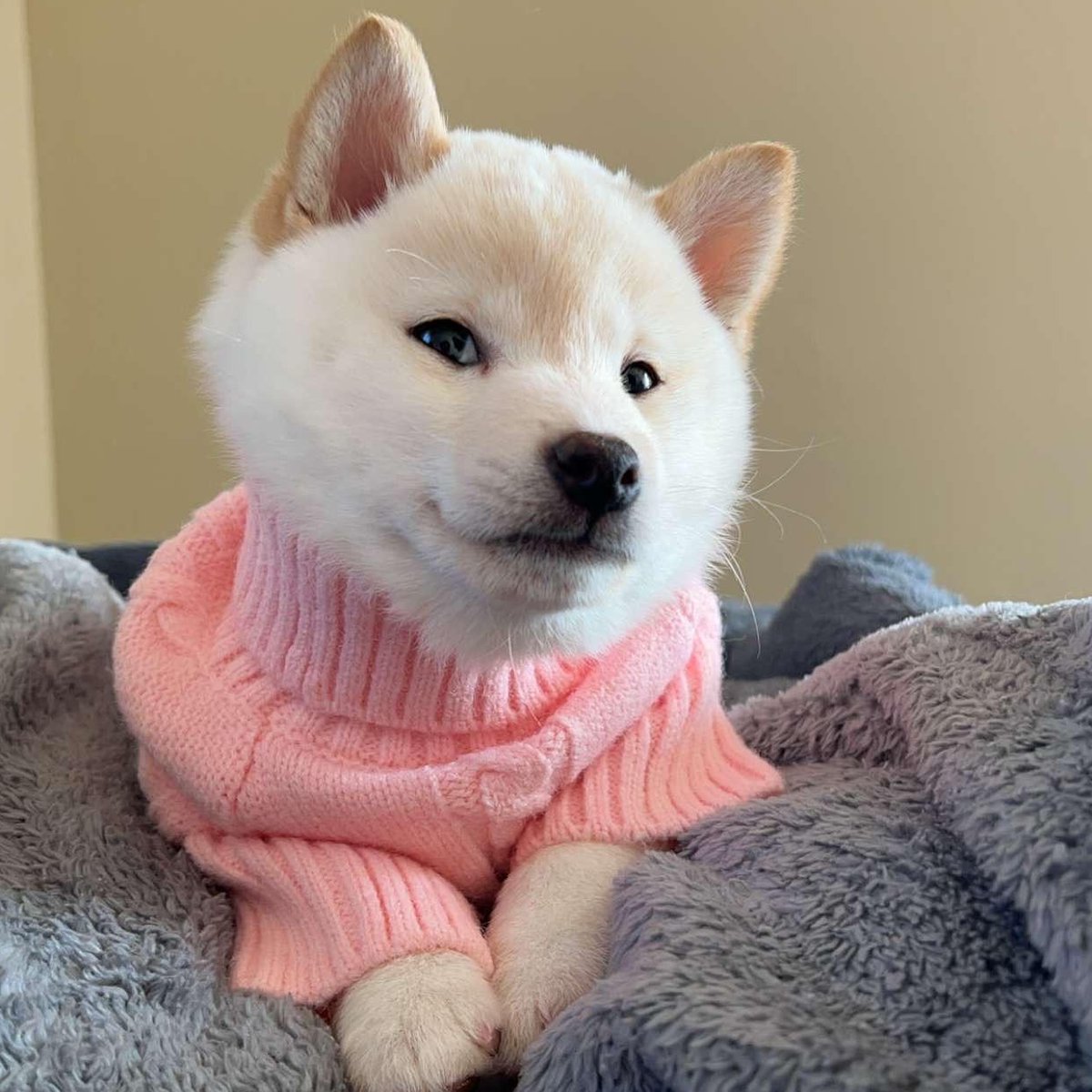 taco 🌮 tweet media