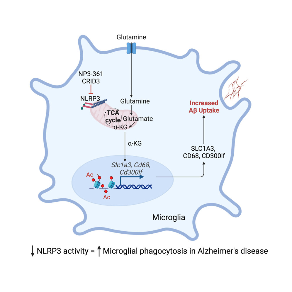 sreeparna_b's tweet image. Last week&apos;s papers on #cancer #metabolism and #glutamine via @Bims_BiomedNews 

biomed.news/bims-glucam/20…

Top pick this week is on AD: NLRP3-mediated glutaminolysis controls microglial phagocytosis to promote Alzheimer&apos;s disease progression pubmed.ncbi.nlm.nih.gov/39904338/