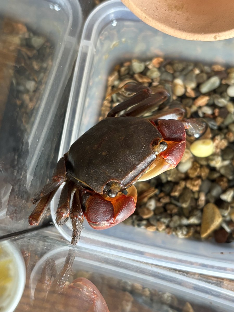 暴れカニ男🦀 tweet media