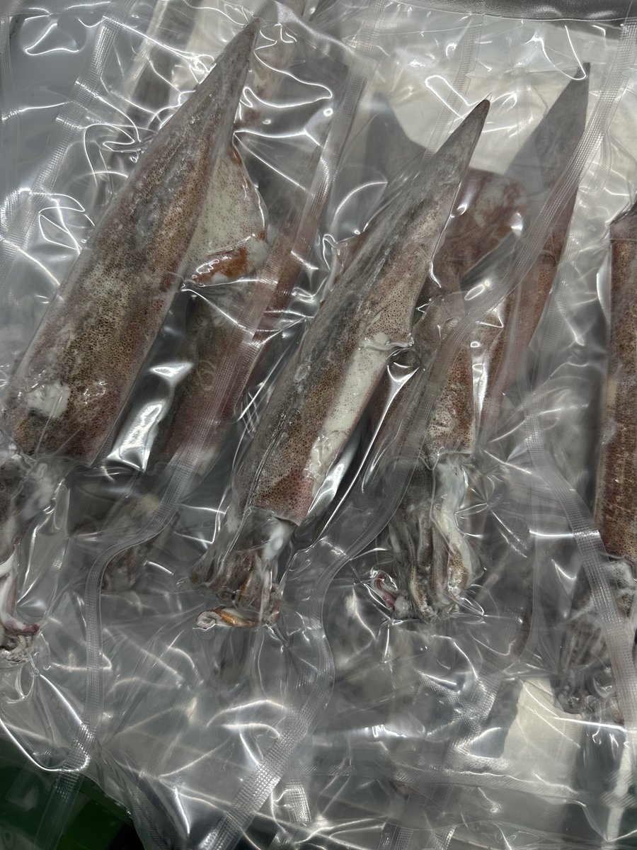 冷凍ヤリイカBP
急速冷凍したヤリイカ5杯1名様にforYou🦑(賞味期限は半年以上)
リポスト＆フォローで応募完了!!
締切日時2月14日(金)23時まで!!
近々メルカリにもupします！

#青森 #ヤリイカ #プレゼント #漁師