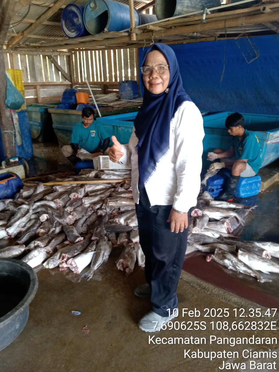 Darsitipnd's tweet image. Senin (10/02/25), Darsiti,SP, Luhkan Kab. Pangandaran di poklahsar jajambean mdpgi pglhn ikan asin jambal roti sbyk 3580kg basah @30000 hsl kering @100000/kg.
#GiatLuhkanSarminkalBogor #Pangandaran #Produksi #Luhlapor @bppsdm_puslatkp @brpbatpp_bogor @kkpgoid @ika_kodariah