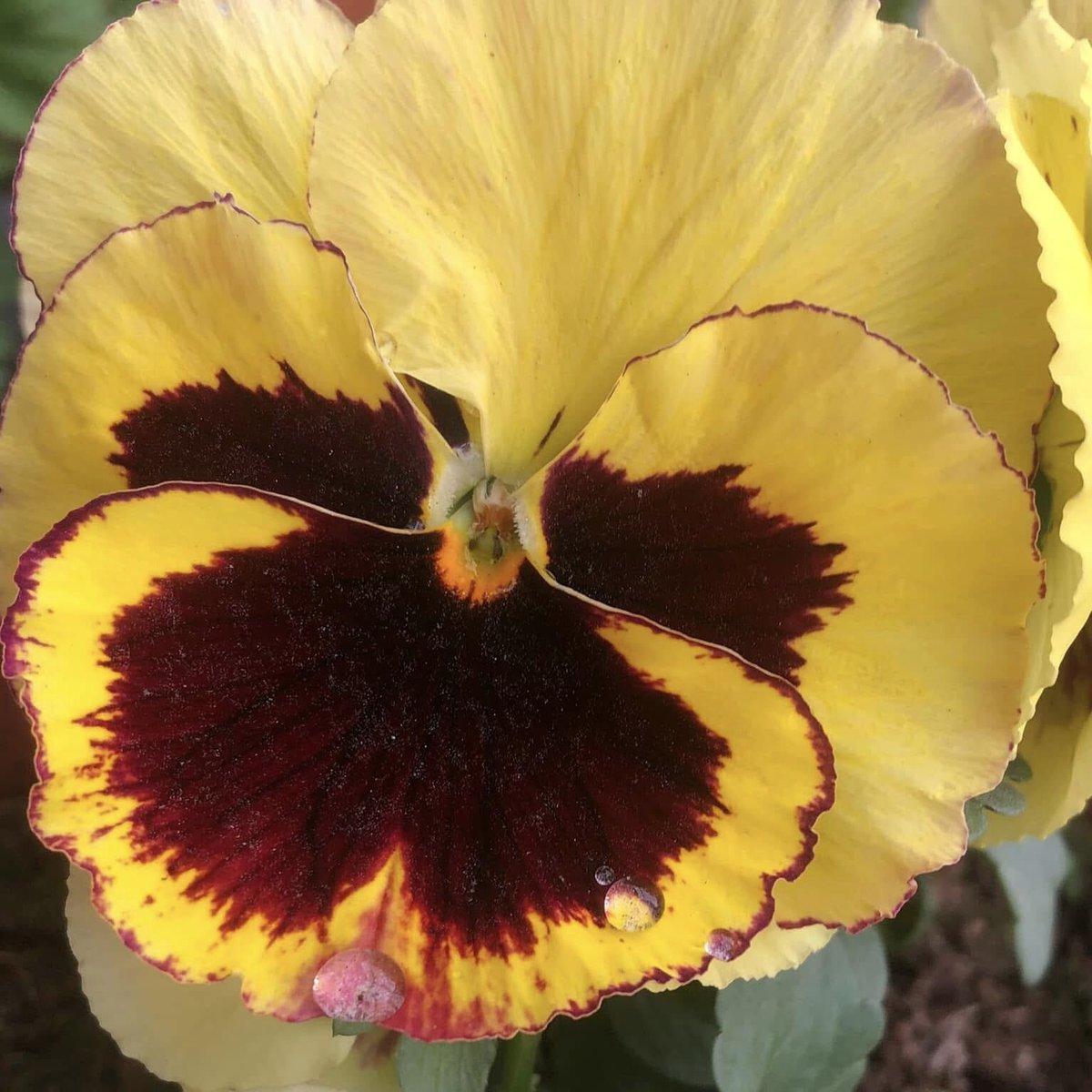 dthta57's tweet photo. #Dag20/20 van #BloemenenPlanten Kies 20 bloemen of planten die je bij zijn gebleven of indruk op je hebben gemaakt. Een bloem, plant per dag, 20 dagen achter elkaar. Zonder uitleg, zonder details, alleen foto's.
#PlantChallenge
#FlowerChallenge
#Bloomscrolling https://t.co/tXtB4NXhdk