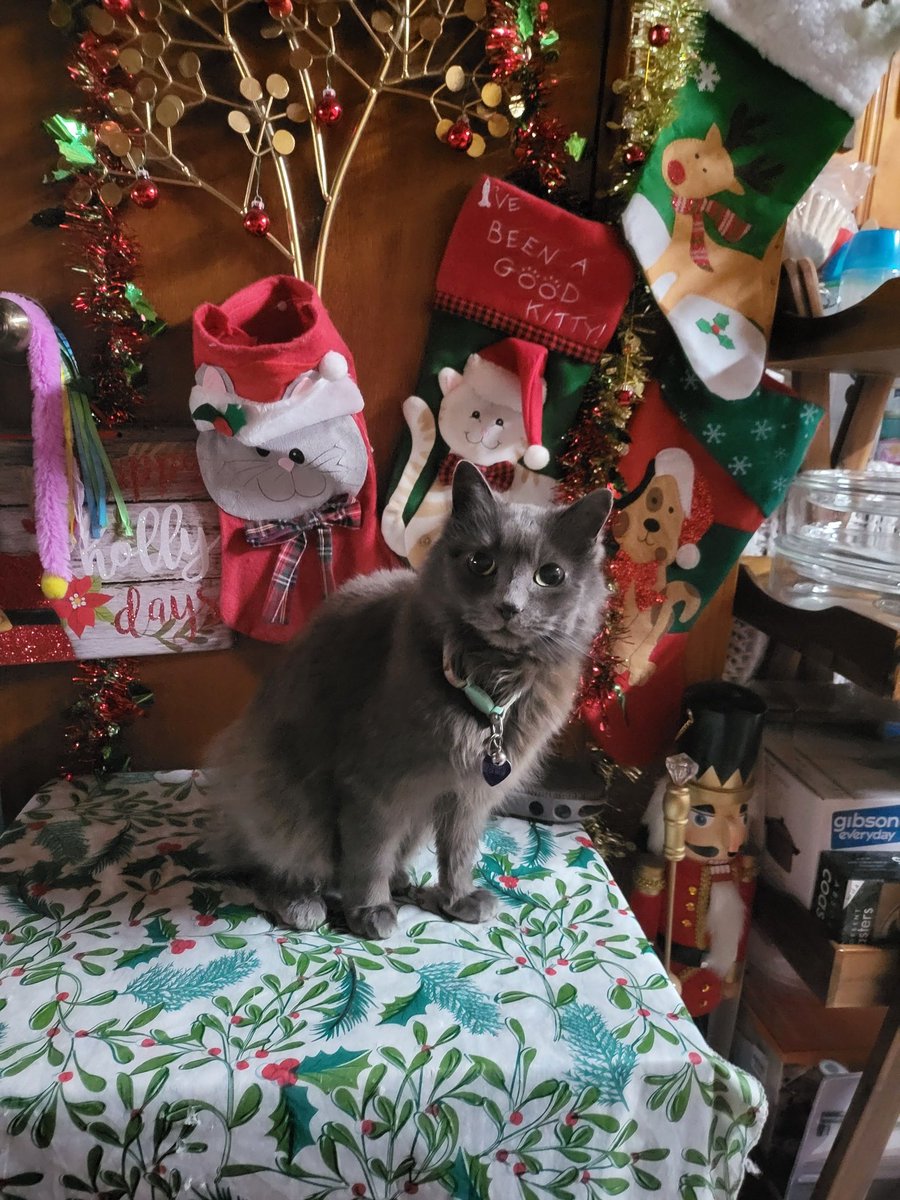 Araminta Mori (Slight Return) δ³Σx² tweet media