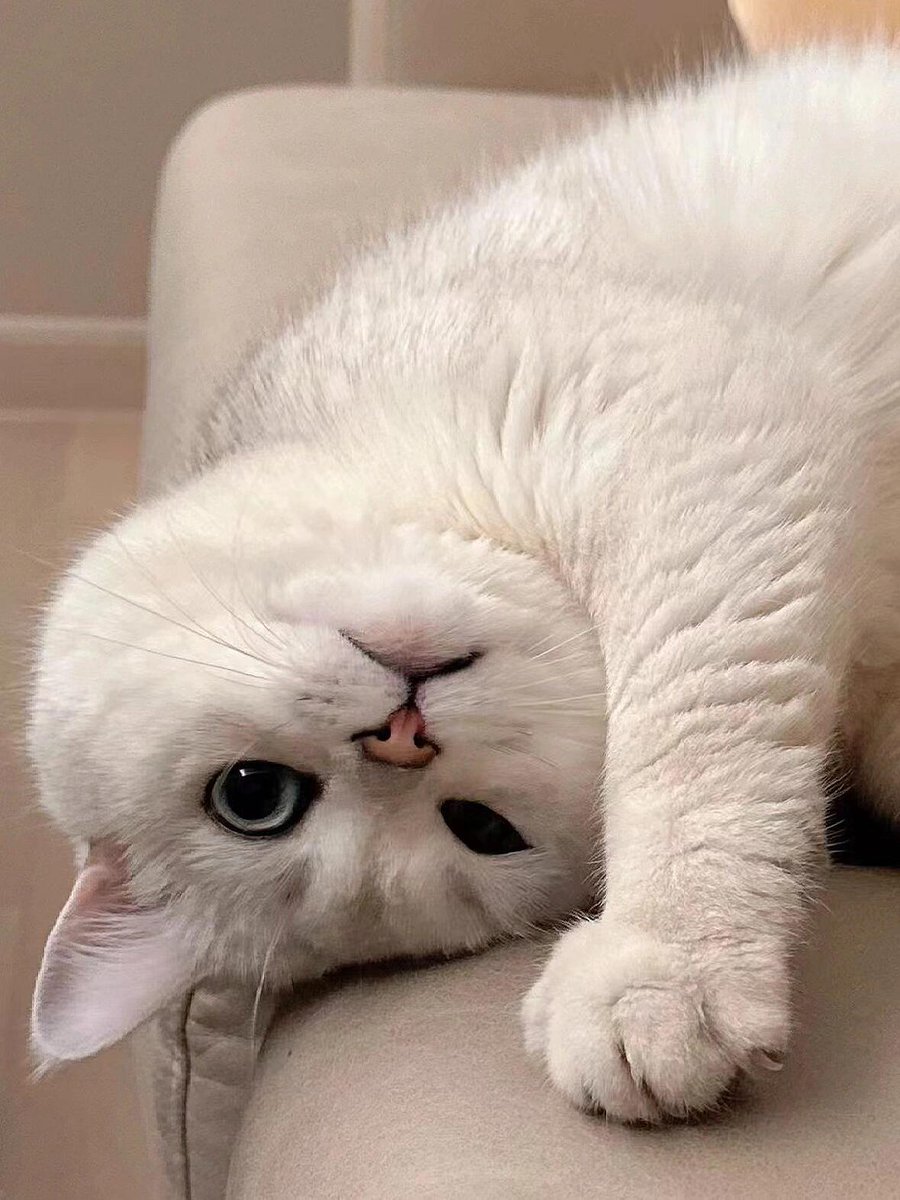 こんなにふわふわで癒される存在、愛おしいね。 ☁️🐾