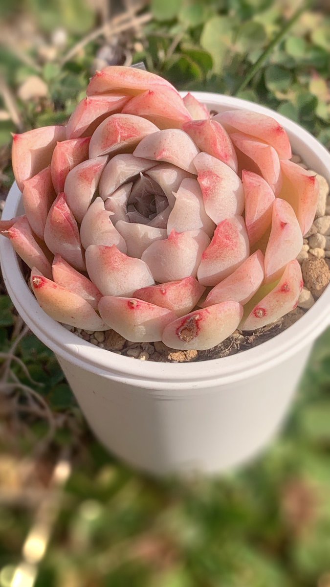 超レア✨毒りんご✕ピンクモンロー錦✨ RARITY | E-TANIKU（イータニク）