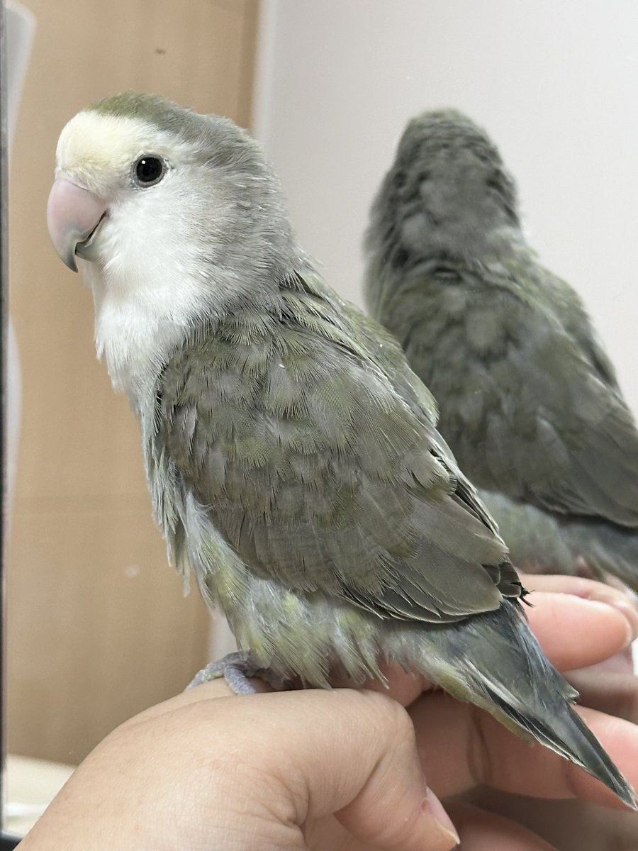 털 갈이 하면서 올리브가 되는 데이지☘️