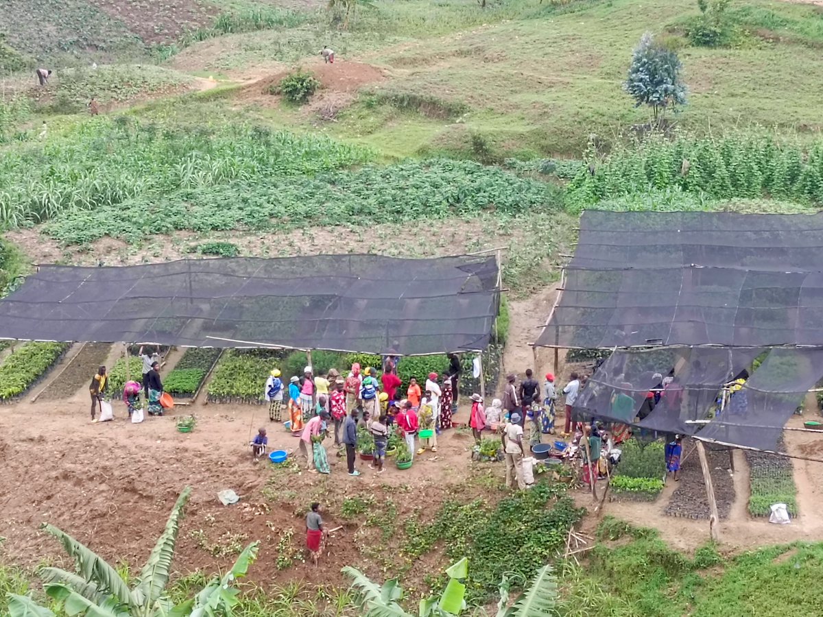 50k_frw's tweet photo. Distributing seedlings today means cultivating a greener future. Every seedling distributed is a step toward restoring our landscapes, securing livelihoods, and fighting climate change. #GreenRwanda
#SeedlingDistribution #treePlanting https://t.co/m0x7wBlEND
