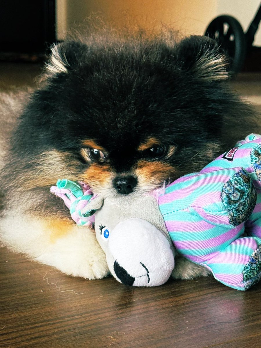 Bobaoppa tweet media