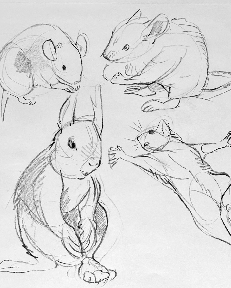 felix_frog's tweet photo. Little guy studies 😊🐁 https://t.co/a45OSXgHxO