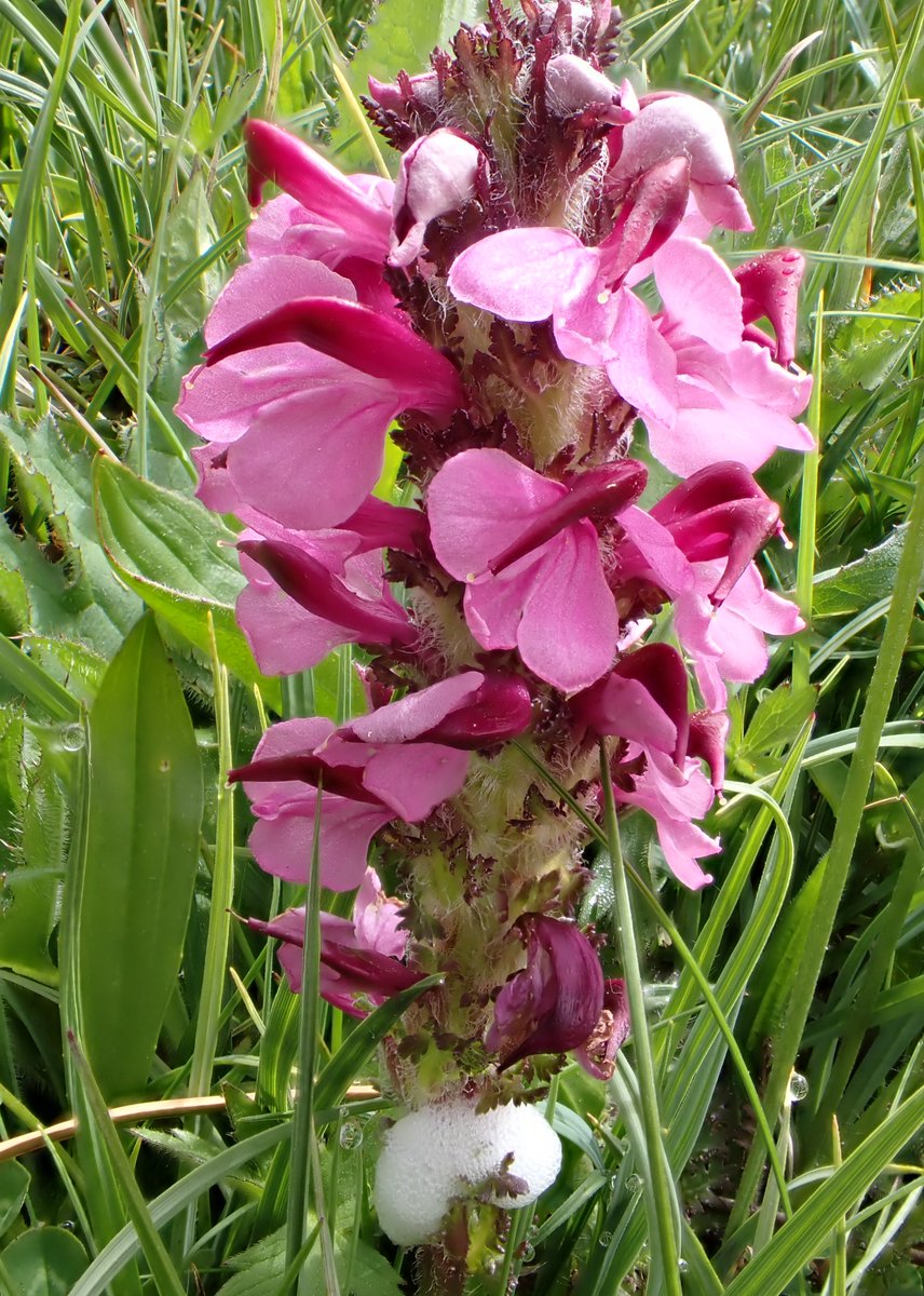 With Valentine's Day a heartbeat away, we thought we'd say it with flowers for our featured Tour of the Week, Spring Wildflowers of the Picos de Europa. 💘

Scheduled to run on 29 May - 5 June 2025, this will be a journey into a wildflower paradise. (1/3)

mariposanature.com/tours/botanica…