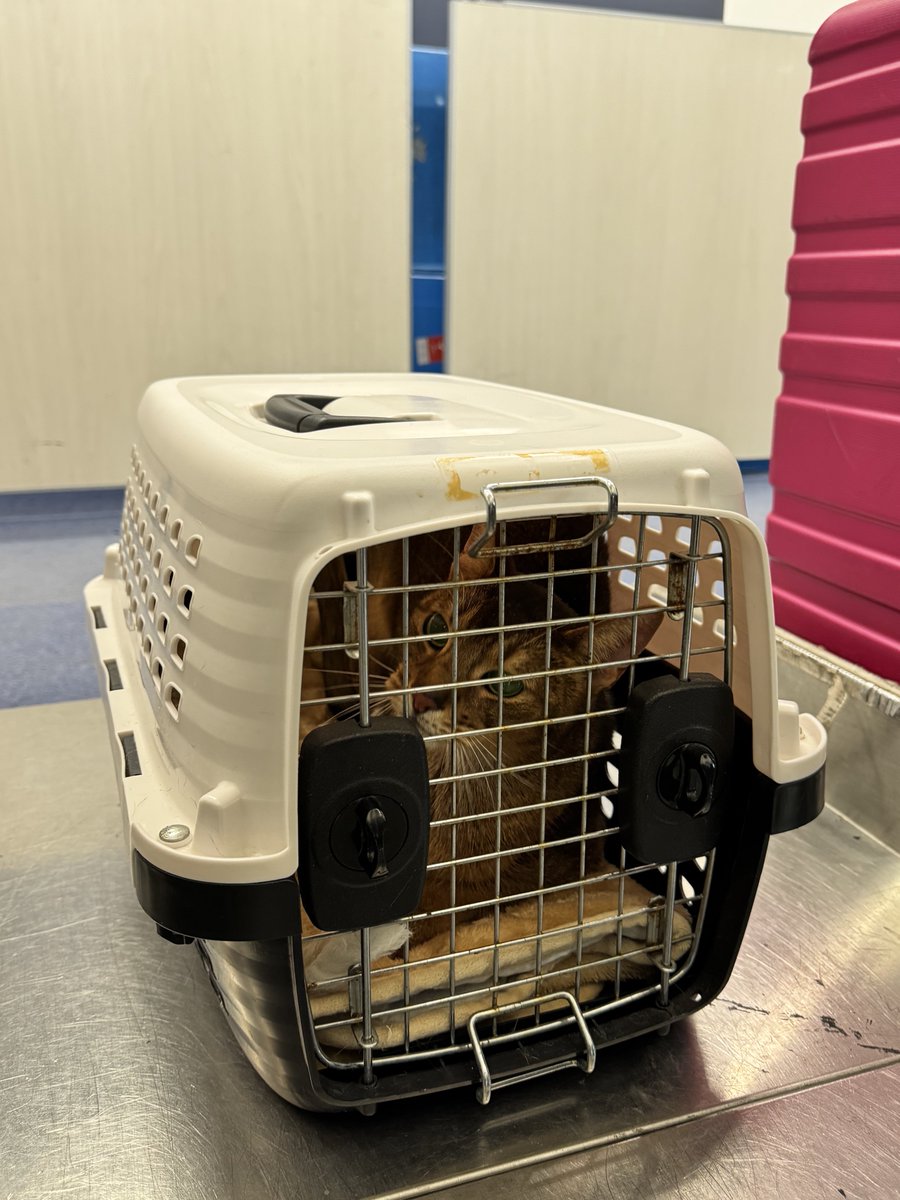 空飛ぶとらきち