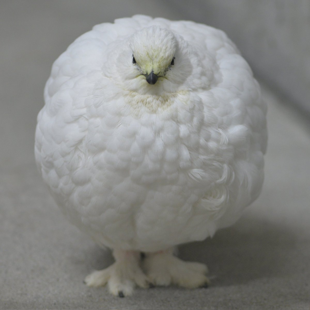 雷鳥の足はもふもふね